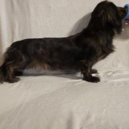 Bonnie - Dachshund