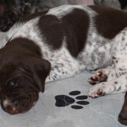 German Shorthaired Pointer Puppies from RED Clay Dogs