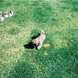 Shih Tzu Puppies from Shih Tzu Dreams Come True