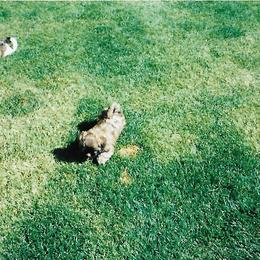 Shih Tzu Puppies from Shih Tzu Dreams Come True