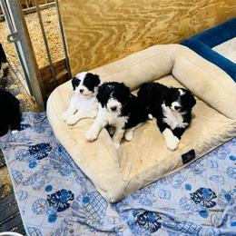 Aussiedoodle Puppies from Little Hawcreek Doodles