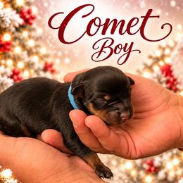 Comet - Black and mahogany male Rottweiler puppy in Montrose, Colorado from TruHero Dog Kennel