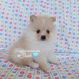 Pomeranian Puppies from FFP