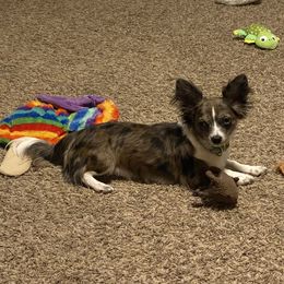 Iradessa - Chihuahua