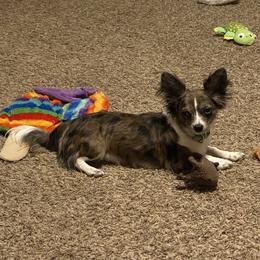 Iradessa - Chihuahua