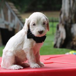 Black - Caramel cream female Australian Labradoodle puppy in Milton, North Carolina from Good Day Doodles