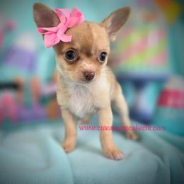 Cobbler - Merle female Chihuahua puppy in Piqua, Kansas from Cute As A Cupcake Chihuahuas