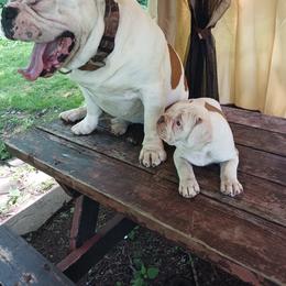 Girl 2 - Fawn and white female Olde English Bulldogge puppy in Portage, Pennsylvania from Blue Knob OEB's