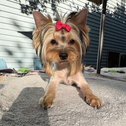 Mona Lisa - Blue and gold female Yorkshire Terrier puppy in Portland, Oregon from Bohemian Beauty Yorkshire Terrier