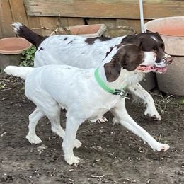 English Springer Spaniels from Atitlan Spaniels
