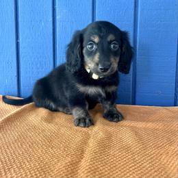 Mr. Yellow collar. AKC - Black and tan male Dachshund puppy in Willow Springs, Missouri from Krazy Acre Farm