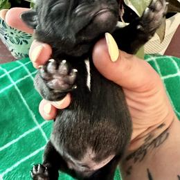 Pug Puppies from Masters Pugs