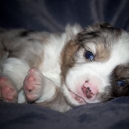 Miniature Australian Shepherd Puppies from Sand Dollar Aussies
