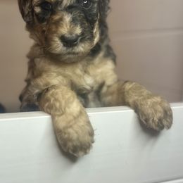 Goldendoodle Puppies from Fishermen’s Doodles