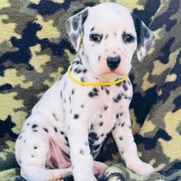 Yellow (HUA) - White and black female Dalmatian puppy in Westhoff, Texas from Smart Dalmatians