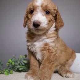 Daisy - Cream female Goldendoodle puppy in Fruitland Park, Florida from Doodlepark