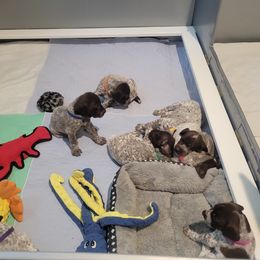 Girl 1 - Liver and white female German Shorthaired Pointer puppy in Capay, California from Siegervale German Shorthaired Pointers