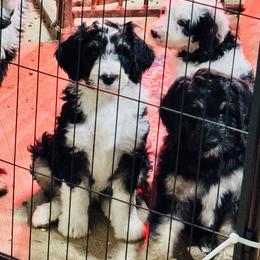Aussiedoodle and Bernedoodle Puppies from Little Hawcreek Doodles