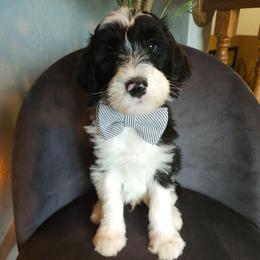 Pork chop - Black and white male Sheepadoodle puppy in Farley, Iowa from Iowa's Doodle Co.