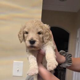 Gunner - Cream male Goldendoodle puppy in Summerfield, North Carolina from Lila's Teddybear Goldendoodles