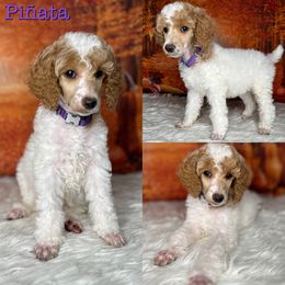 Piñata - Poodle puppy in Swansboro, North Carolina from Monarch Standard Poodles