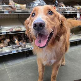 Sammy - Golden male Golden Retriever puppy in Lawtey, Florida from Rise and Shine Goldens