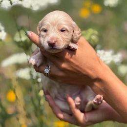 Russian  Chocolate Male 4000 - Red male Dachshund puppy in North Branch, Michigan from Monarch Miniature Dachshunds