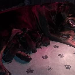 Boy 2 - Black and mahogany male Rottweiler puppy in De Witt, Iowa from Irish Eyes Kennels