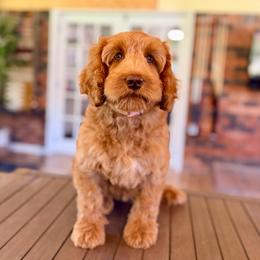 Shania - Caramel female Australian Labradoodle puppy in Hartshorne, Oklahoma from Jena Edmond
