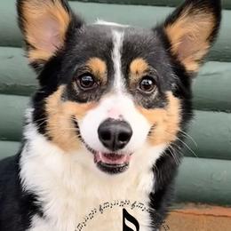 American Corgis and Pembroke Welsh Corgis from Flying Note Shorties
