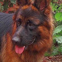 Dux - German Shepherd