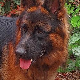 Dux - German Shepherd