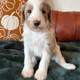 Buffy - Yellow and white female Bernedoodle puppy in High Point, North Carolina from Kingsfield Doodles