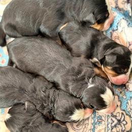 Girl 3 - Black rust and white female Bernese Mountain Dog puppy in Altura, Minnesota from Bluffside Berners