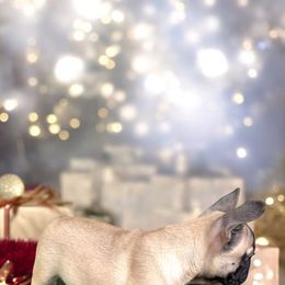 French Bulldog and Rottweiler Puppies from Von Darr Kennels