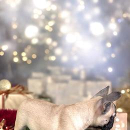 French Bulldog and Rottweiler Puppies from Von Darr Kennels