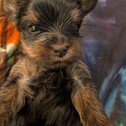 Dusty - Black and tan female Yorkshire Terrier puppy in East Alton, Illinois from Yorkies of the Shire