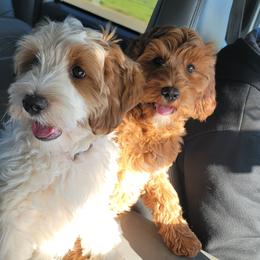 Australian Labradoodle Puppies from Country Morning Labradoodles