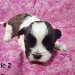Girl 1 - White female Shih Tzu puppy in Montrose, Colorado from Gnomies Furry Friends
