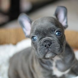 French Bulldog and Goldendoodle Puppies from Fox Run Farm