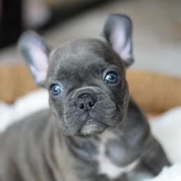 French Bulldog and Goldendoodle Puppies from Fox Run Farm