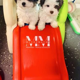 Morkie Puppies from McCormack Morkies