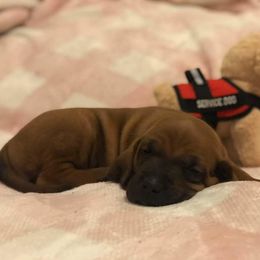 Redbone Coonhound Puppies from Helper Hounds