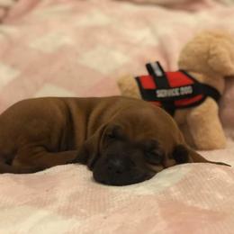 Redbone Coonhound Puppies from Helper Hounds