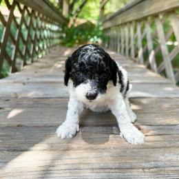 Mikey - Black male Australian Labradoodle puppy in Wamego, Kansas from Doodles of Oz