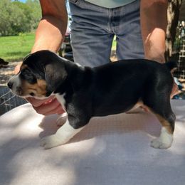 Skye - Black white and tan female Rat Terrier puppy in Gonzales, Texas from Sunshine Deckers