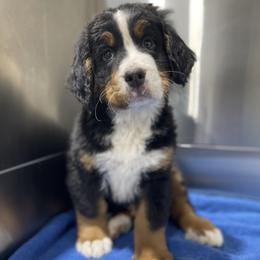 Rickie - Black rust and white male Bernese Mountain Dog puppy in Flat Rock, Illinois from Corner Stone Bernese Mountain Dogs