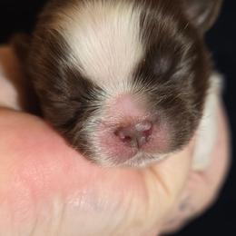 Brittany - Chocolate female Shih Tzu puppy in Brighton, Missouri from Morningstar's Shih Tzu