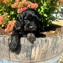 Girl 3 - Black and chalk female Australian Labradoodle puppy in Yamhill, Oregon from FitzGerald Kennels