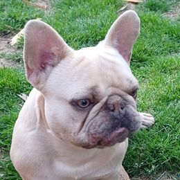 Sketch - French Bulldog